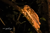 dulit frogmouth