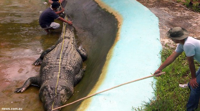 p2yesha Buaya Terbesar di Dunia Mati Penyebabnya Misterius