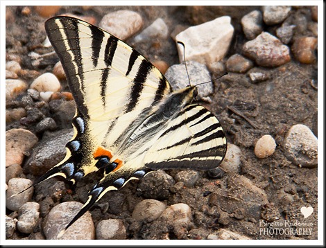 butterfly_20120813_Aa