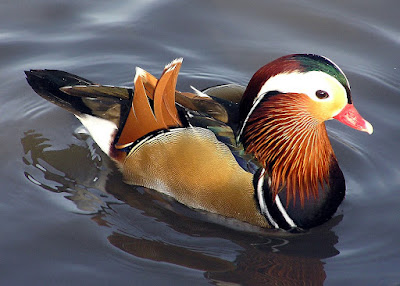A male Mandarin duck floating on the water