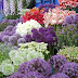 Chelsea Flower Show Tour