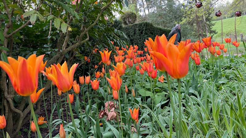 Orange flame tulips at Pashley Manor Gardens tulip festival