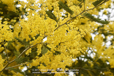 Acacia dealbata, mimosa, árboles con flores, plantas invasivas