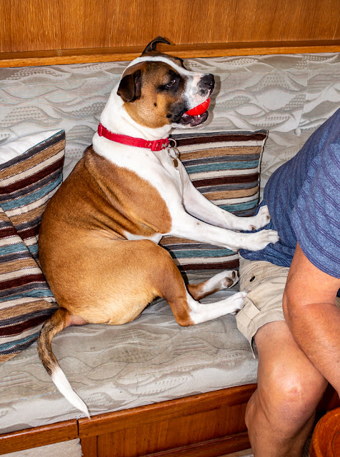 Photo of Ruby trying to persuade Phil to play ball with her