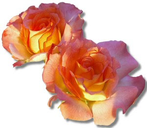 http://tubecorner.blogspot.com/2009/12/shining-rose.html