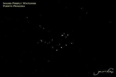 Iwahig Firefly Watching