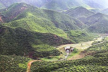 Panoramic: Visitors to the Cameron Bharat Tea House located on the road side between Tanah Rata and Ringlet in Cameron Highlands will be treated to this breathtaking view of the plantation’s rolling hills and manicured tea bushes.