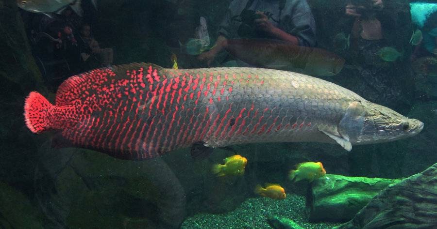 Jual Waring Ikan Langkah Langkah Merawat Ikan Arapaima 