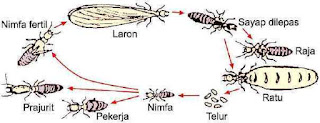 Siklus Kehidupan Rayap