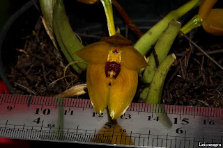 Bulbophyllum crista-galli