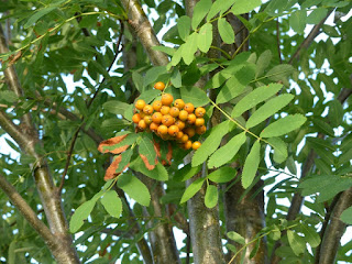 Sorbier décoratif - Sorbier des montagnes - Sorbier plaisant - Sorbus decora