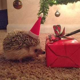 Funny animals of the week - 20 December 2013 (40 pics), hedgehog and a christmas present