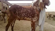 Is Eid Al Adha Celebrated In Iran