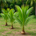 The Green Dwarf Coconut Palm: 
