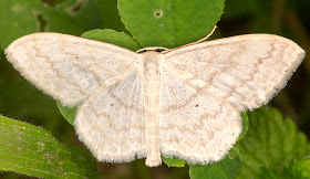 Cream Wave, Scopula floslactata.  Monad 4061, 19 May 2014.