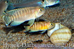 jenis cichlid afrika