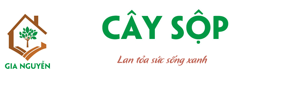 Cây Sộp