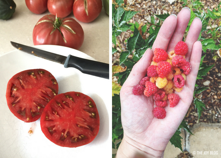 Cherokee Purple Tomato & Gold and Red Raspberries // Garden Update: September 2018 // www.thejoyblog.net