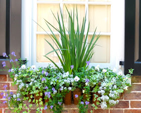 charleston window box shade plants vines ivy