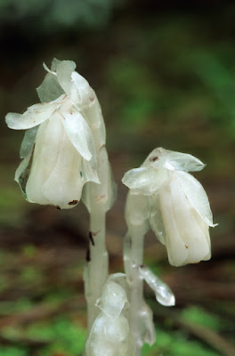 Вертляница одноцветковая / Подъельник одноцветковый (Monotropa uniflora)