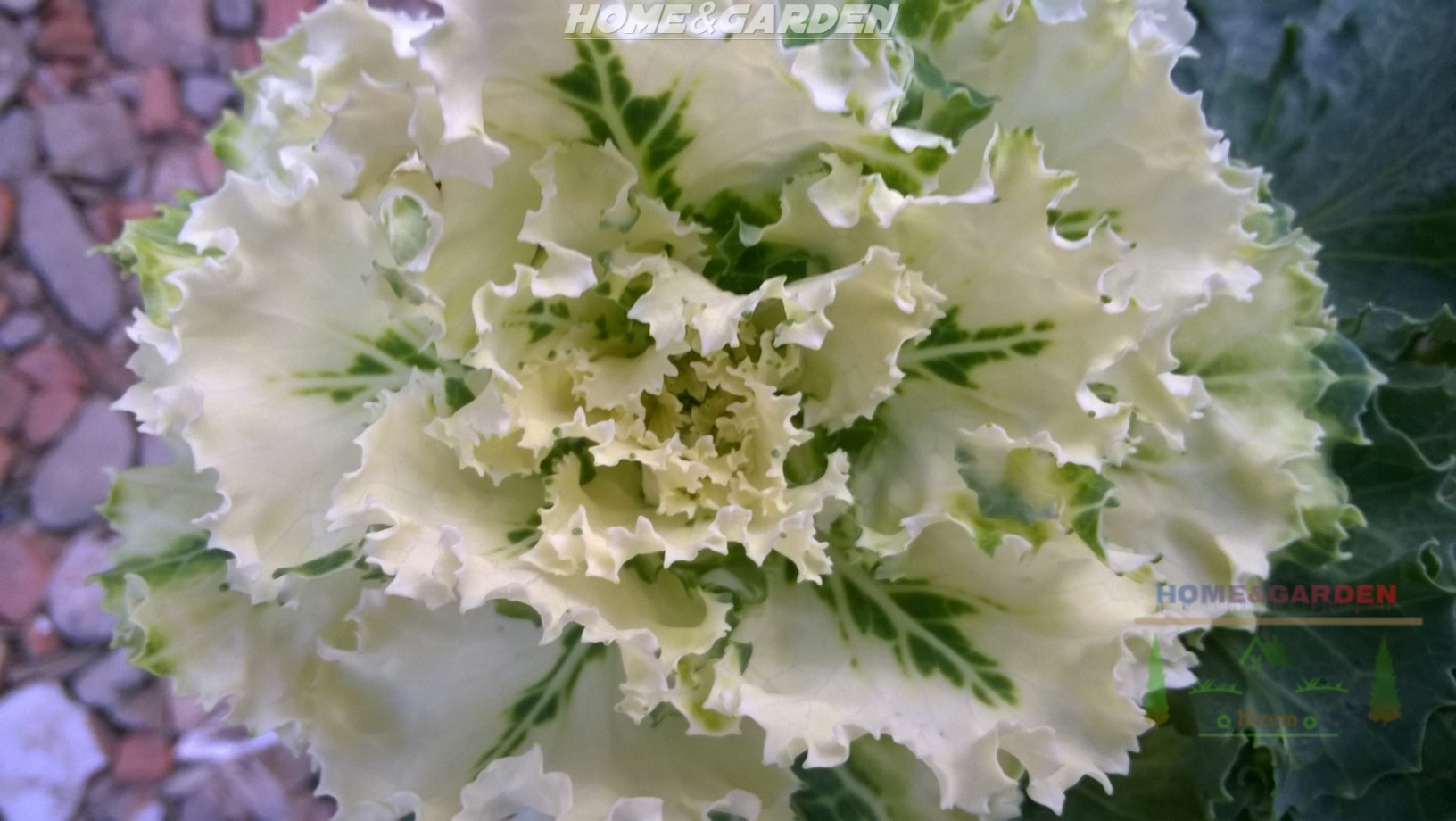 Ornamental cabbage is a gorgeous ornamental