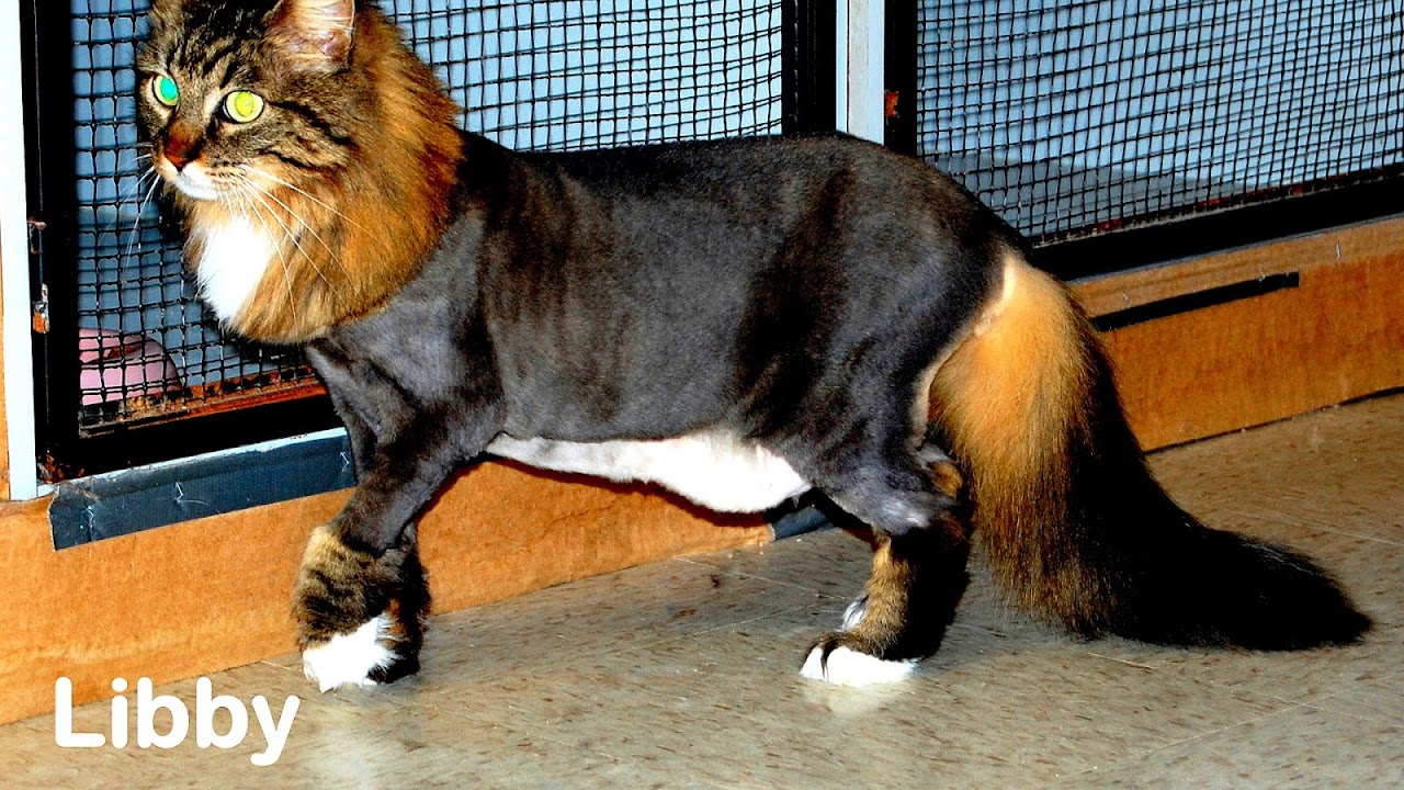 National Cat Groomers Institute of America