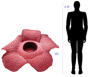 Rafflesia arnoldii 3 feet width 10kg weight
