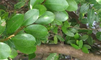 Basang Siap (Finlaysonia maritima)