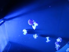 2015.01.25-063 méduses constellées