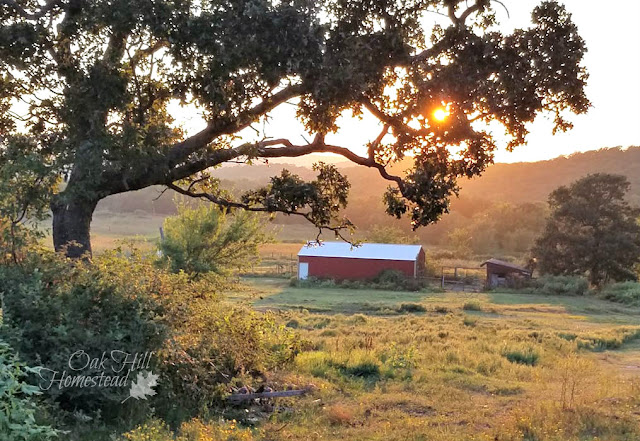 A hillside of yellow flowers with a red barn at the bottom of the hill. Knowing your purpose for gardening or homesteading will help you set realistic goals.