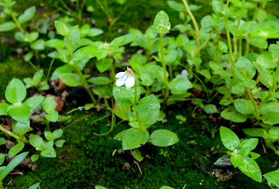 bunga rumput relaks minda