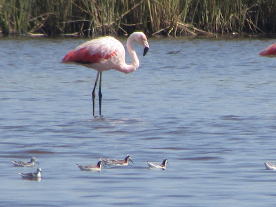 Flamenco austral Phoenicopterus chilensis