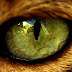 Macro Images of Cat's Eye