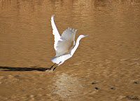  garceta común (Egretta garzetta)