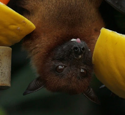 Bats can hear their voices, but we can't