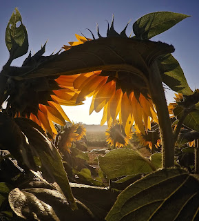 Looking into the sun through bent-over sunflower stalks.Photo by Josh Rangel on Unsplash