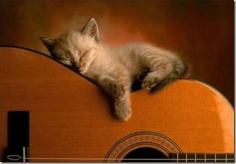 kucing-dapat-tidur-dimana-saja121