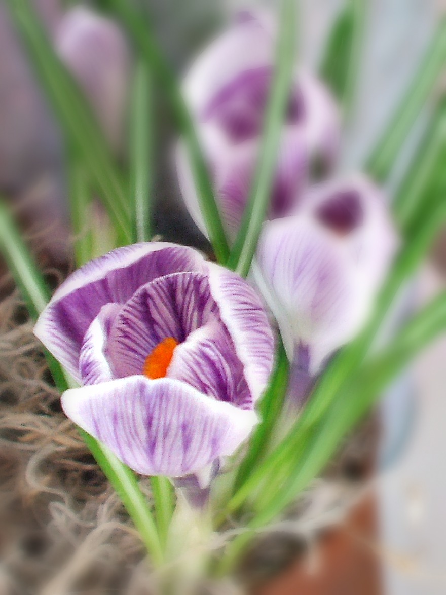 Forcing Bulbs Indoors