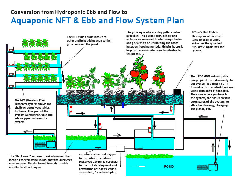 ... ebb and flow system to an aquaponics nft and ebb and flow system