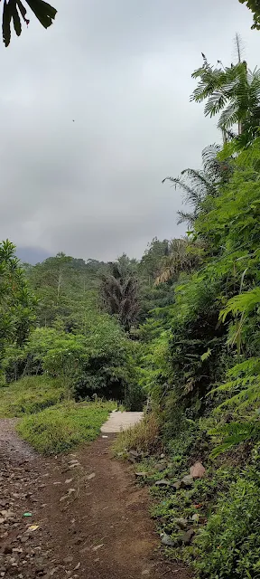 Hutan indonesia