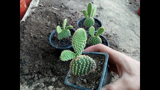 Related searches, View 5+ more, How to repot succulents, How to repot Aloe Vera, How to repot a jade plant, How to repot a Snake pl..., How to repot bamboo, How to repot a spider pla..., How to repot a Peace lily, Related search, Succulent cactus types, View 3+ more, San Pedro cactus, Schlumbergera, Mammillaria, Golden barrel cactus, Prickly pear, Astrophytum, Ferocactus,   how to repot a cactus, how to repot a cactus without hurting yourself, repotting cactus cutting, how to repot a christmas cactus, how to replant a broken cactus, how to replant cactus cuttings, how to repot succulents and cacti, how to propagate cactus, repotting saguaro cactus