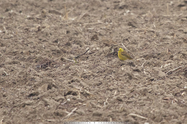 Geelgors - Yellowhammer - Emberiza citrinella