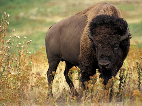 Bison Amerika