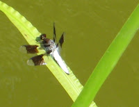 Pond visitor