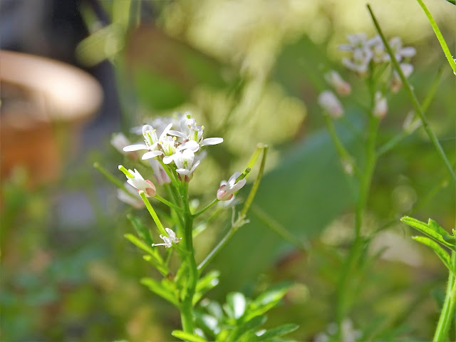 fleurjardinavrilconfinement