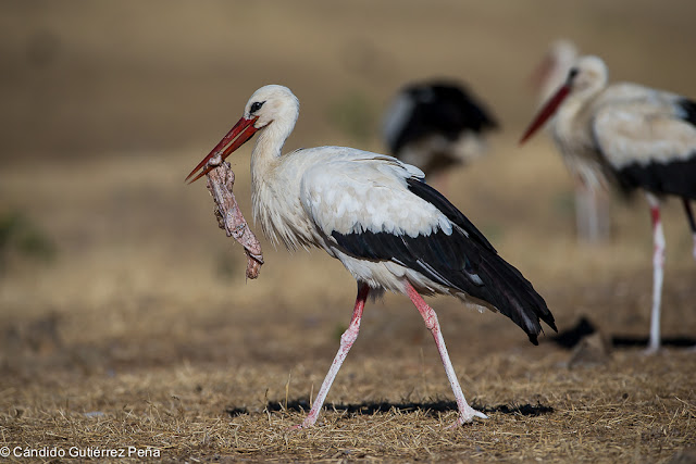 CIGUEÑA  BLANCA - Ciconia Ciconia