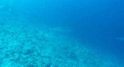 Bucear en las Maldivas, submarinismo en Dhigurah.