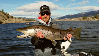 30 inch brown trout