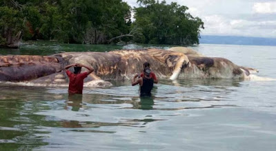 Misteri  penemuan bangkai makhluk gergasi di pantai Akhirnya terbongkar