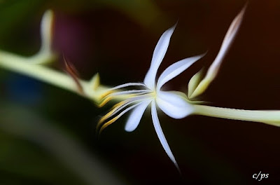 Grünlilie, Spider plant, Chlorophytum Comosum, Bimore merimangë, Spider biljka, Spider растение, Spider plante, Spider taim, Hämähäkki kasvi, スパイダープラント、, 